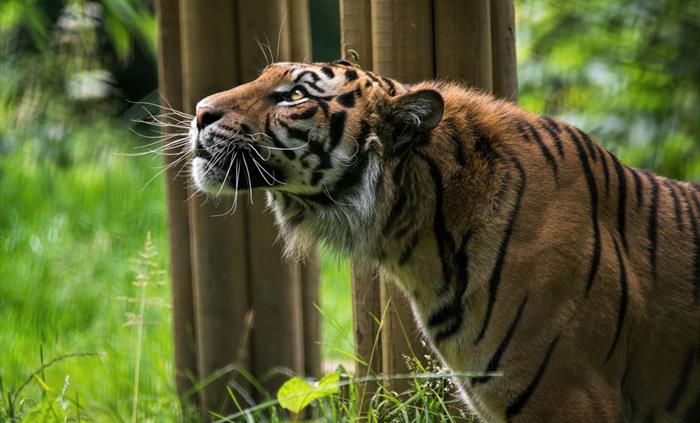 Sumatran Tiger
